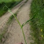 Lathyrus angulatus Lubje