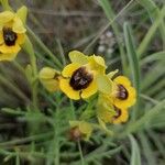 Ophrys lutea 花