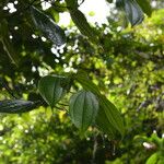 Miconia donaeana Leaf