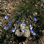 Linum narbonense Costuma