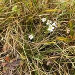 Euphrasia alpinaFlor