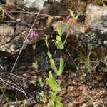 Silene armeria 花