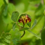 Trifolium spadiceum Natur