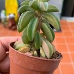 Peperomia asperula Blatt