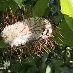 Faurea rochetiana Flower