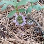 Hydrophyllum capitatum Flower