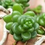 Sedum oreganum Foglia