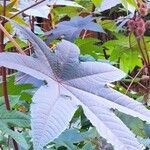 Ricinus communis Fuelha