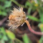 Tridax procumbens Frukto
