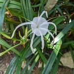 Hymenocallis littoralis Flower