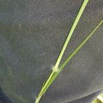 Bothriochloa pertusa 樹皮