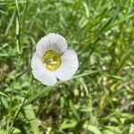 Calochortus gunnisonii Λουλούδι