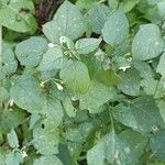 Solanum americanum Folha