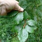 Fagus sylvaticaЛіст