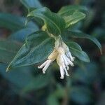 Sarcococca orientalis Květ