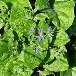 Pentaglottis sempervirens Feuille