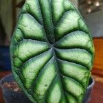 Alocasia baginda Levél