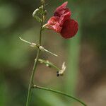 Macroptilium lathyroides Flower