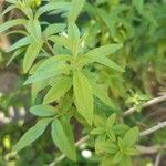 Aloysia citriodora Blad