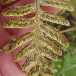 Asplenium capense Blatt