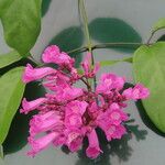 Fridericia chica Flor