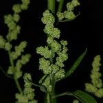 Chenopodium album फूल