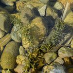 Elodea canadensis Hoja