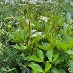 Ligusticum scothicum Habitatea