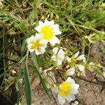 Limnanthes douglasii Habit