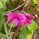 Lathyrus latifolius Květ