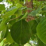 Pterocarpus rotundifoliusBlad