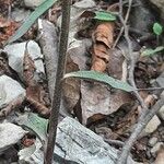 Epipactis microphylla Blad