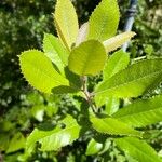 Photinia arbutifolia 葉