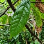 Theobroma cacao List
