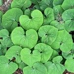 Asarum canadense Liść