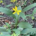 Verbesina alternifolia Lehti