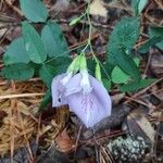 Clitoria mariana Flower