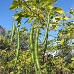 Senna pendula Fruit