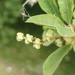 Exochorda × macrantha Fruit