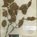 Discocarpus spruceanus