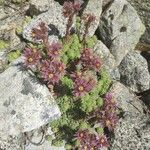 Sempervivum montanum Habitus