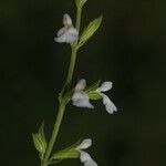 Salvia reflexa Flower