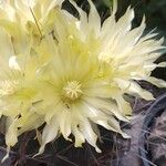 Ferocactus hamatacanthusBlüte