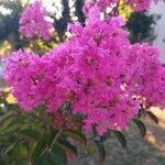 Lagerstroemia indicaফল