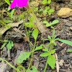 Petunia integrifolia Ліст