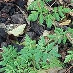 Myrrhis odorata Leaf