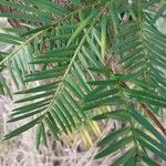 Torreya californica Hoja