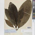 Alibertia claviflora Leaf