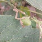 Solanum abutiloides Fruit