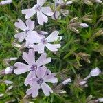 Phlox subulata 花